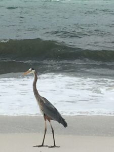 Heron walking along Destin Beach